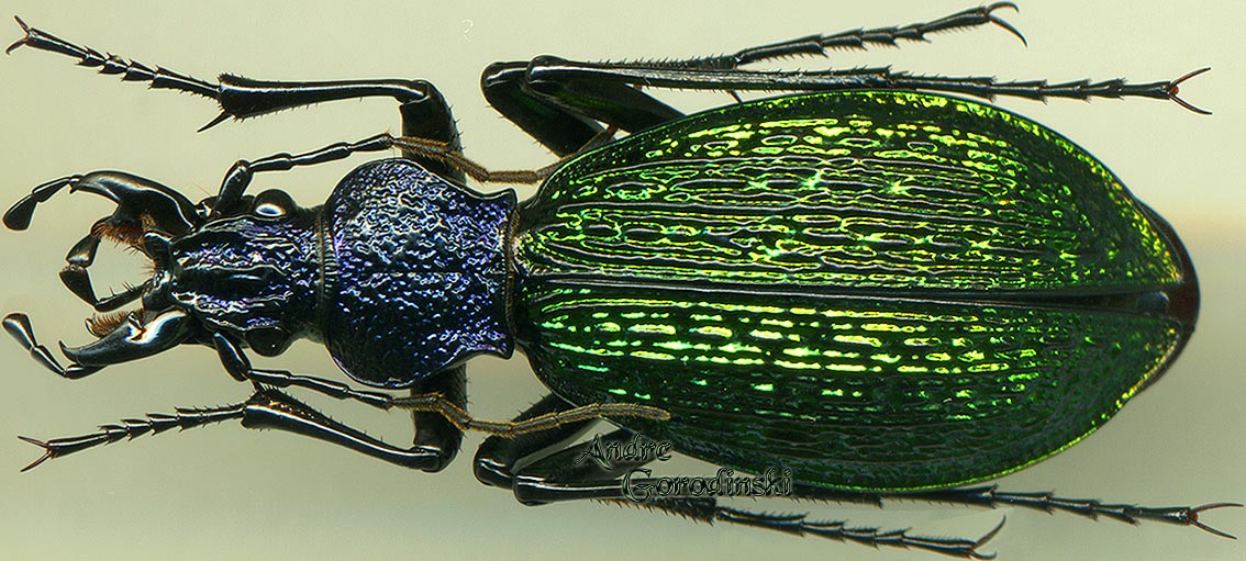 http://www.gorodinski.ru/carabus/Aristocarabus viridifossulatus romanovi.jpg